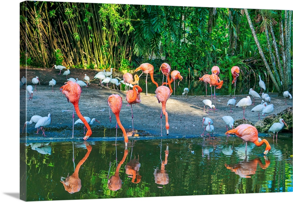 Fort Lauderdale Flamingo Gardens
